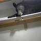 Illustration for article titled Bear Breaks Into Montana Home, Takes Nap On Shelf